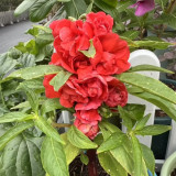 Red Garden Balsam Double Flower Seeds - Long Lasting Summer Beauty for Pots & Borders