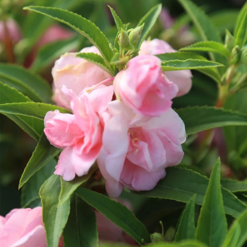 Pink Garden Balsam Double Flower Seeds - Double Camellia-like Flowers, Dense Bloom Series for Containers & Beds