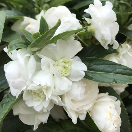 White Garden Balsam Double Flower Seeds - Camellia Like Annual Plant for Warm Climates