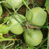 Japanese Sweet Treasure Melon Seeds - Early Maturing, High Yield Variety, Soft Fragrant Flesh, Perfect for Fresh Eating & Gifting