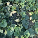 Qingzhou Silver Melon Seeds - Heritage Variety, Super Sweet Crisp Melon, Thin-Skinned, Juicy & Aromatic