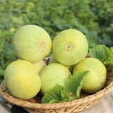 Japanese Sweet Treasure Melon Seeds - Early Maturing, High Yield Variety, Soft Fragrant Flesh, Perfect for Fresh Eating & Gifting