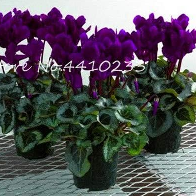 Cyclamen Seed Indoor Potted Flower Perennial Flowering Plants for Balcony Garden