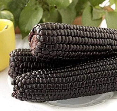 Black Waxy Corn Seeds