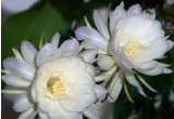 Epiphyllum Seed Nightblooming Cereus Home Garden Flower Plants - (Color: 12)