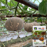 Link-UK for usa-1K Xiangmi Small Pumpkin Seeds