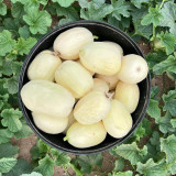Qingzhou Silver Melon Seeds - Heritage Variety, Super Sweet Crisp Melon, Thin-Skinned, Juicy & Aromatic