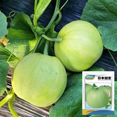 Japanese Sweet Treasure Melon Seeds - Early Maturing, High Yield Variety, Soft Fragrant Flesh, Perfect for Fresh Eating & Gifting