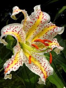 Perfume Lily Seed Flower Lilium for Home Garden Easy Grow - (Color: 3)