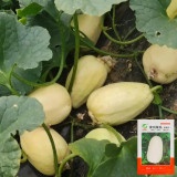 Qingzhou Silver Melon Seeds - Heritage Variety, Super Sweet Crisp Melon, Thin-Skinned, Juicy & Aromatic