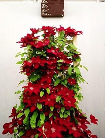 Climbing Clematis (not Bulb) Clematis Florida Seed Flower Perennial Flowering Potted Plants DIY Home Garden - (Color: 9)