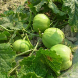 Japanese Sweet Treasure Melon Seeds - Early Maturing, High Yield Variety, Soft Fragrant Flesh, Perfect for Fresh Eating & Gifting