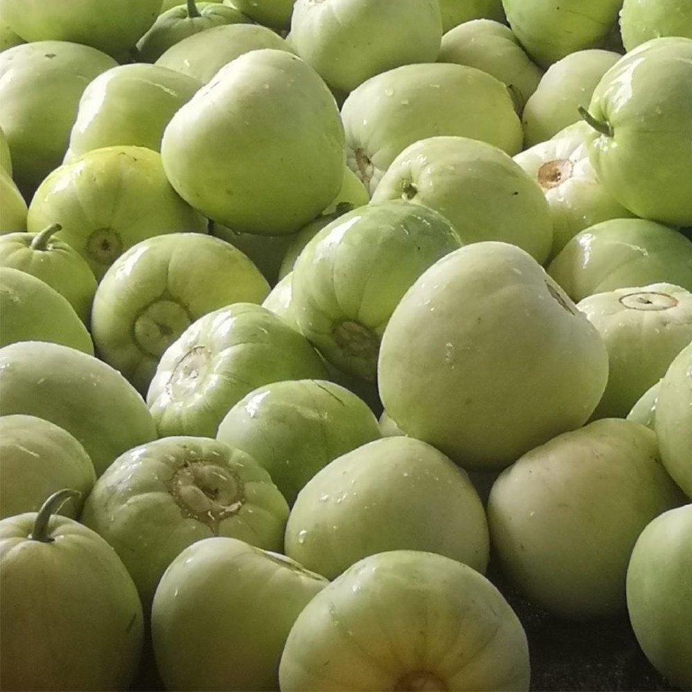 Japanese Sweet Treasure Melon Seeds - High Sugar, Early Maturing