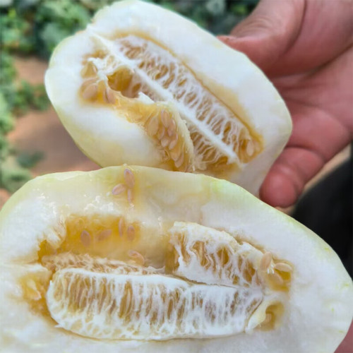 Qingzhou Silver Melon Seeds - Heritage Variety, Super Sweet Crisp Melon, Thin-Skinned, Juicy & Aromatic