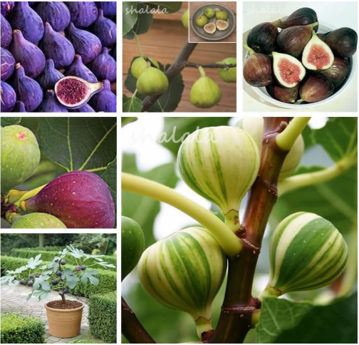 Sweet Honey Fig Seed Fragrant King Figs Courtyard Ficus Tree (Color: 2)