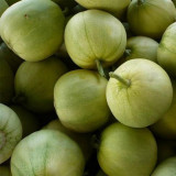 Japanese Sweet Treasure Melon Seeds - Early Maturing, High Yield Variety, Soft Fragrant Flesh, Perfect for Fresh Eating & Gifting