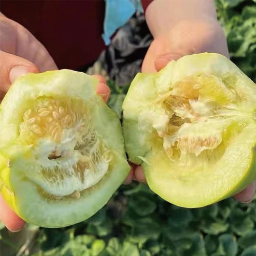 Japanese Sweet Treasure Melon Seeds - Early Maturing, High Yield Variety, Soft Fragrant Flesh, Perfect for Fresh Eating & Gifting