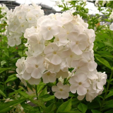 Perennial PHLOX Seed planting Phlox Flower Seed - (Color: 10)