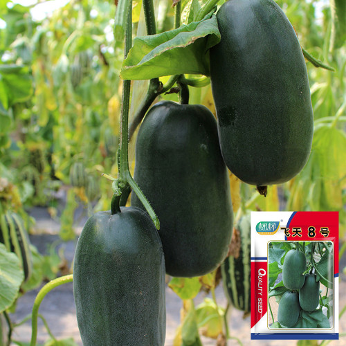 Flying No.8' Sweet Melon Hybrid F1 Seeds - Sweet, High Yield & Disease Resistant Variety
