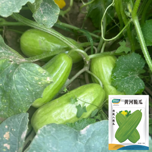Yellow River' Chinese Vegetable Melon Seeds - High Yield, Easy to Grow, No Pruning, Adaptable Cucumber