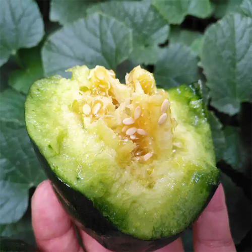 Flying No.8' Sweet Melon Hybrid F1 Seeds - Sweet, High Yield & Disease Resistant Variety