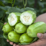 Yellow River' Chinese Vegetable Melon Seeds - High Yield, Easy to Grow, No Pruning, Adaptable Cucumber