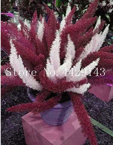 Garden Foxtail Fern Seed Rare Creeper Vine (Color: 23)