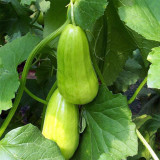 Yellow River' Chinese Vegetable Melon Seeds - High Yield, Easy to Grow, No Pruning, Adaptable Cucumber