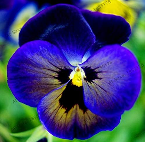 Pansy Flower Seeds Wavy Pansy (Viola Tricolor) Plant Seeds (Color: 7)