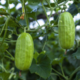 Yellow River' Chinese Vegetable Melon Seeds - High Yield, Easy to Grow, No Pruning, Adaptable Cucumber