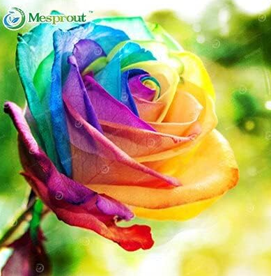 Rare Rose Seed Perennial Flowers