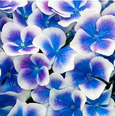 Phlox Drummondii Cuspidata Flower Seeds Potted Seed for Home Garde - (Color: Blue)