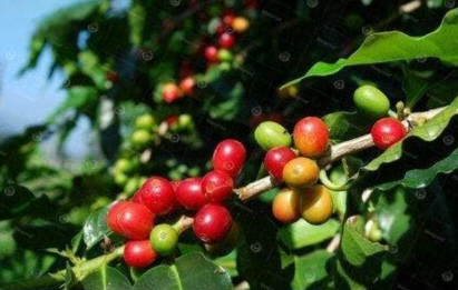 Coffee Bean Seed Arabica Coffee Plant (Coffea Catura Arabica)