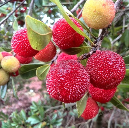 Rare Myrica Rubra Seed Organic Chinese Red Bayberry Fruit