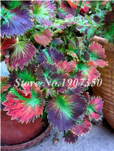 Colored Coleus Blumei Flower Seeds for Home Graden - (Color: 11)