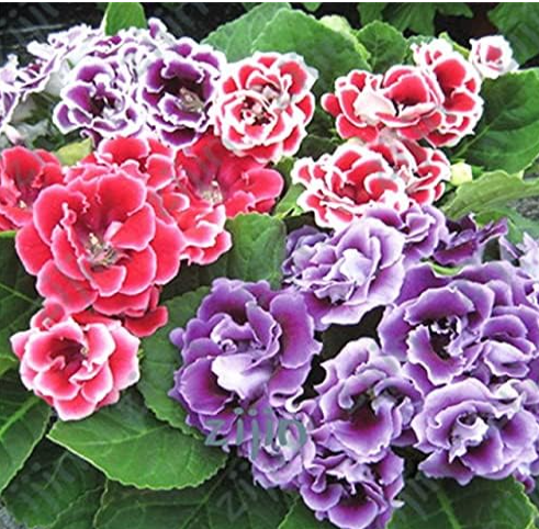 African Violet Plants Mixed Colors Flower Seed Saintpaulia Ionantha