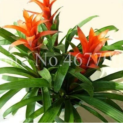 Colorful Bromeliad Seed Plants Vegetable Fruit Garden Succulent Mini Cactus (Color: 10)