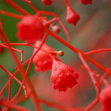 Illawarra Flame Tree Seeds (Brachychiton acerifolius) – Rare Exotic Red Flowering Ornamental for Gardens and Landscaping
