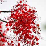 Illawarra Flame Tree Seeds (Brachychiton acerifolius) – Rare Exotic Red Flowering Ornamental for Gardens and Landscaping