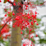 Illawarra Flame Tree Seeds (Brachychiton acerifolius) – Rare Exotic Red Flowering Ornamental for Gardens and Landscaping