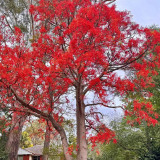 Illawarra Flame Tree Seeds (Brachychiton acerifolius) – Rare Exotic Red Flowering Ornamental for Gardens and Landscaping