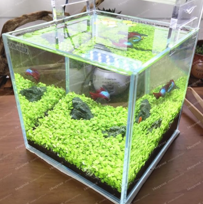 Featured Aquarium Plant Seed Fish Tank Background Aquatic Plants Seed Indoor Ornamentals Lanscape for Home Garden