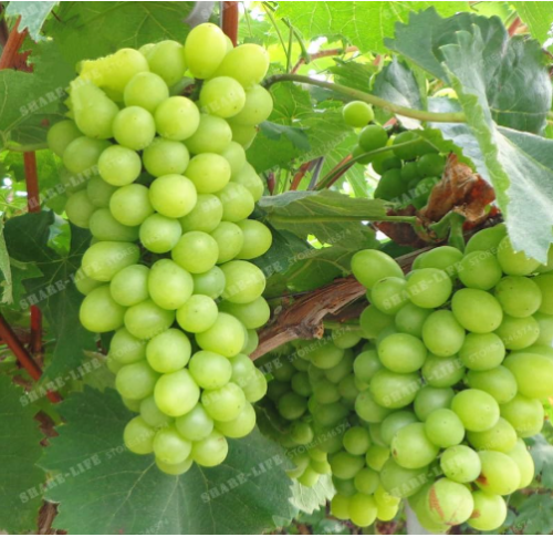 Green Grape Seed Sweet Fruit Tree Vine Plant for Garden