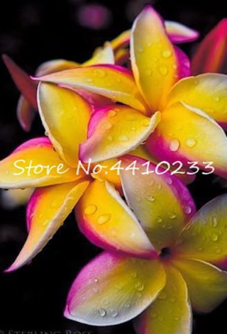 Plumeria Seed Frangipani Hawaiian Lei Flower