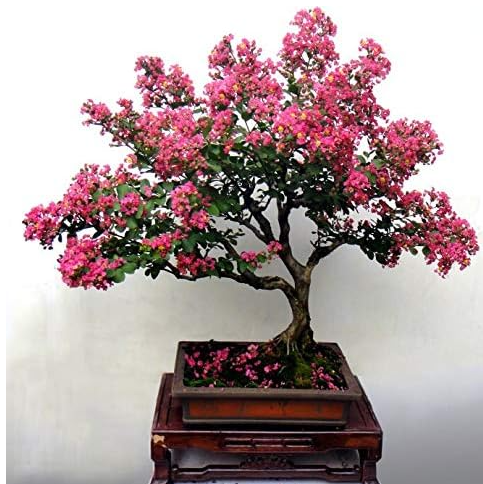Heirloom Crape Myrtle Bonsai Flower Seeds