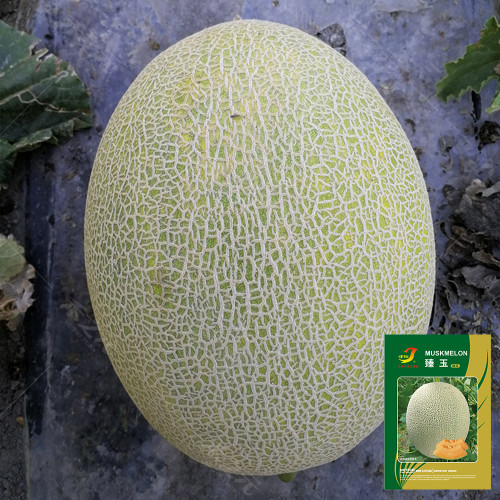 Premium Zhenyu Sweet Melon Seeds - High Yield, Disease Resistant, Crisp Juicy Fruit, Intense Aroma, Long Shelf Life