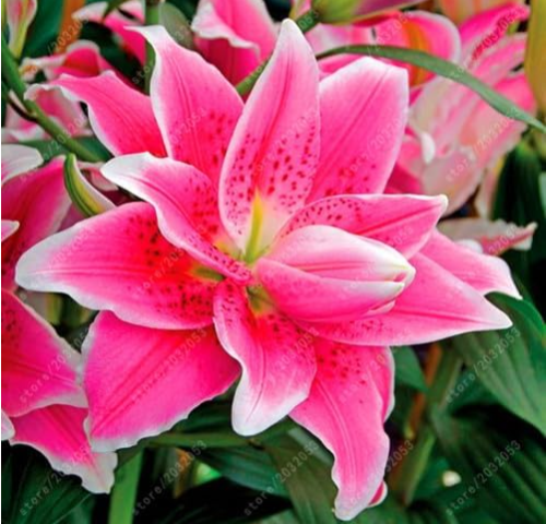 Perfume Lily Seed Flower Lilium for Home Garden Easy Grow - (Color: 9)