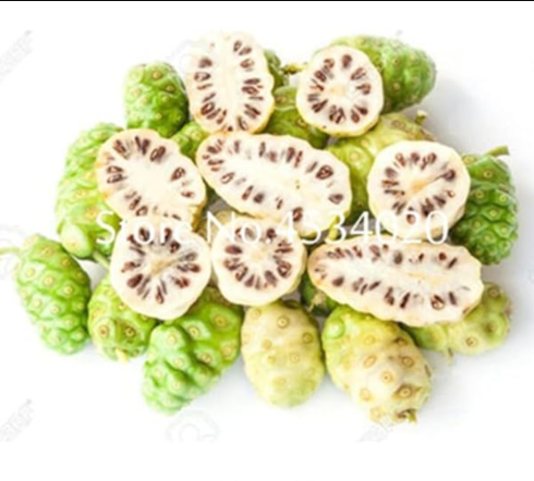 Noni Fruit Tree Seeds Plant Morinda Citrifolia for Fruit Nhan Nuo Li