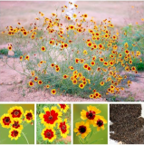 Sanvitalia Procumbens Seed Chrysanthemum for Home Garden