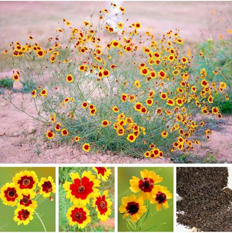 Sanvitalia Procumbens Seed Chrysanthemum for Home Garden